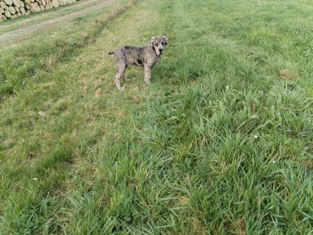 Deutsche Dogge Welpen
