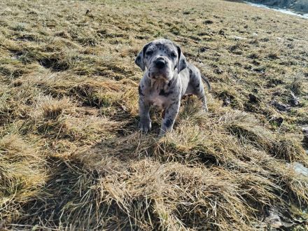 Deutsche Dogge Welpen