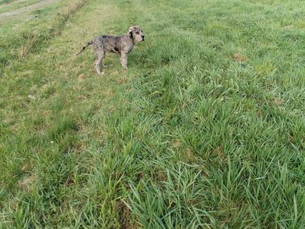 Deutsche Dogge Welpen