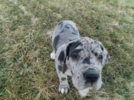 Deutsche Dogge Welpen