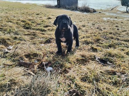 Deutsche Dogge Welpen