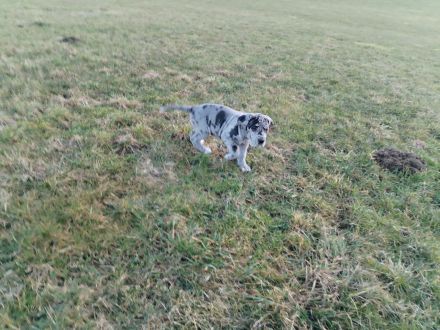 Deutsche Dogge Welpen