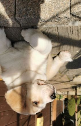 Spektakuläres ZENTRALASIATISCHER OWTSCHARKA ALABAI WELPEN mit Ahnentafel