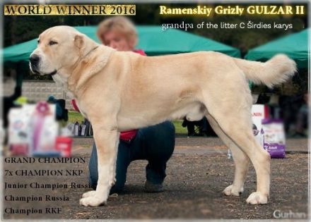 Spektakuläres ZENTRALASIATISCHER OWTSCHARKA ALABAI WELPEN mit Ahnentafel