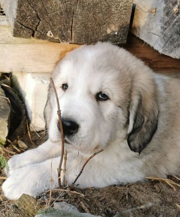 Spektakuläres ZENTRALASIATISCHER OWTSCHARKA ALABAI WELPEN mit Ahnentafel