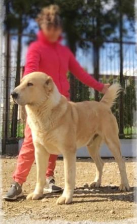 Spektakuläres ZENTRALASIATISCHER OWTSCHARKA ALABAI WELPEN mit Ahnentafel