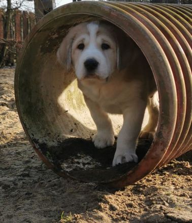 Spektakuläres ZENTRALASIATISCHER OWTSCHARKA ALABAI WELPEN mit Ahnentafel