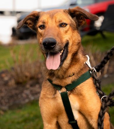 Jack sucht liebevolle Familie...