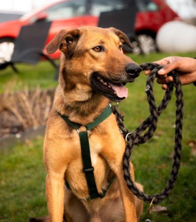 Jack sucht liebevolle Familie...