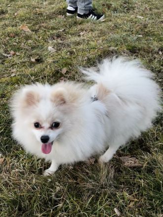 Yuna sucht ihr Für-immer-Körbchen 🐾