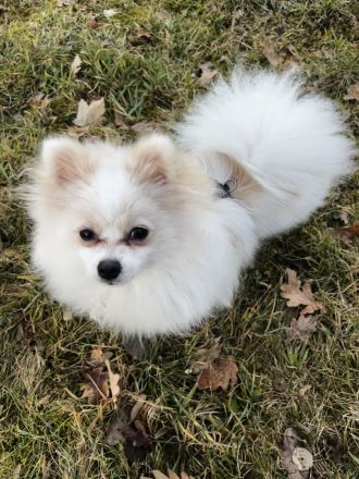 Yuna sucht ihr Für-immer-Körbchen 🐾