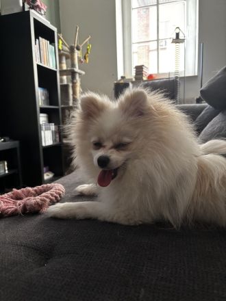 Yuna sucht ihr Für-immer-Körbchen 🐾