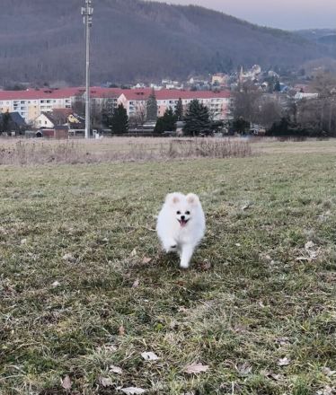 Yuna sucht ihr Für-immer-Körbchen 🐾