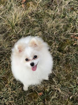 Yuna sucht ihr Für-immer-Körbchen 🐾