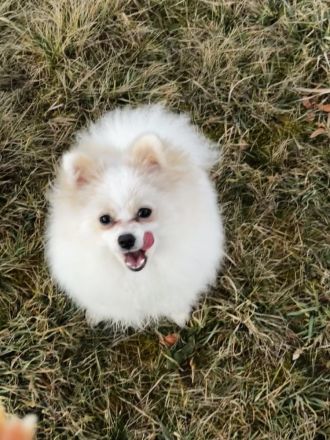 Yuna sucht ihr Für-immer-Körbchen 🐾