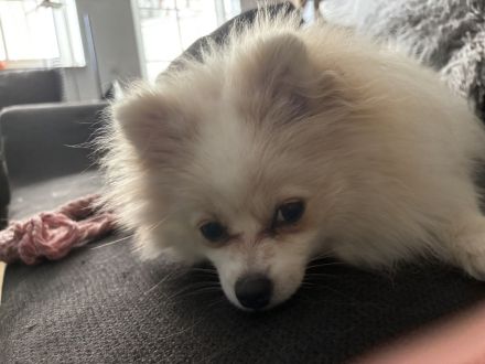 Yuna sucht ihr Für-immer-Körbchen 🐾