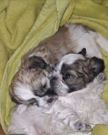 Wellpen shih tzu