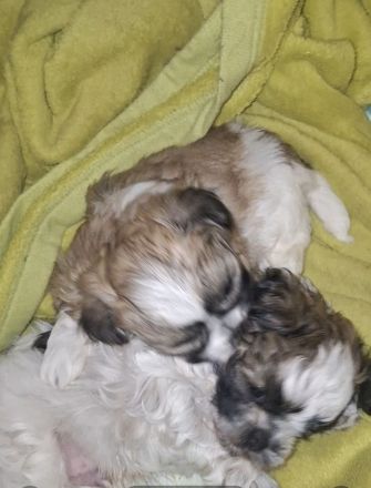 Wellpen shih tzu