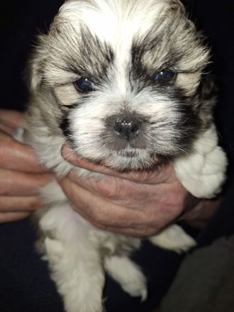 Wellpen shih tzu