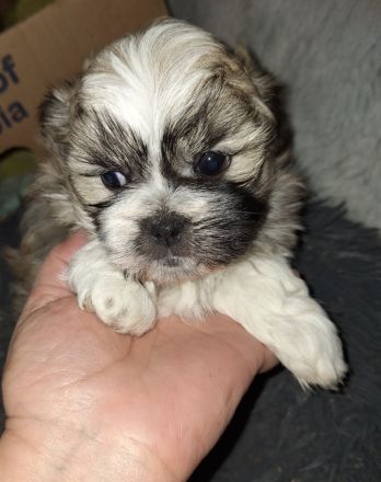 Wellpen shih tzu