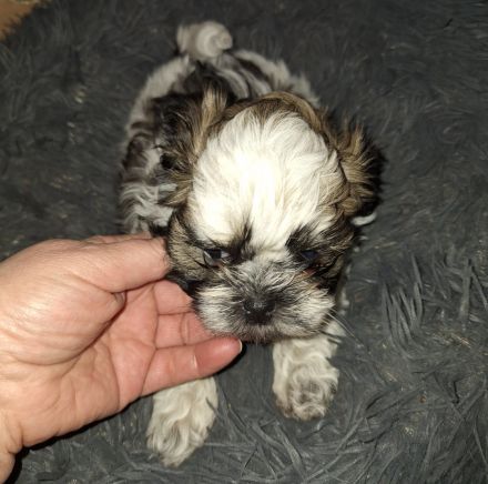 Wellpen shih tzu
