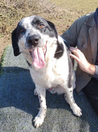 Rez, a.d.Tierschutz, sucht liebes Happy-Home