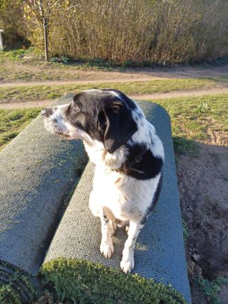 Rez, a.d.Tierschutz, sucht liebes Happy-Home