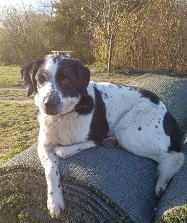 Rez, a.d.Tierschutz, sucht liebes Happy-Home