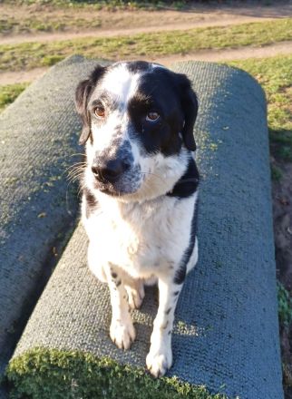 Rez, a.d.Tierschutz, sucht liebes Happy-Home