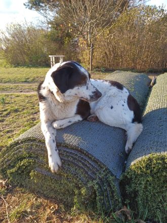 Rez, a.d.Tierschutz, sucht liebes Happy-Home