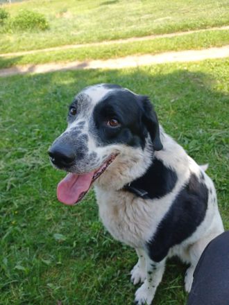 Rez, a.d.Tierschutz, sucht liebes Happy-Home