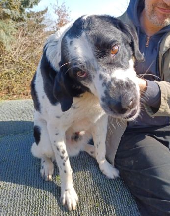 Rez, a.d.Tierschutz, sucht liebes Happy-Home