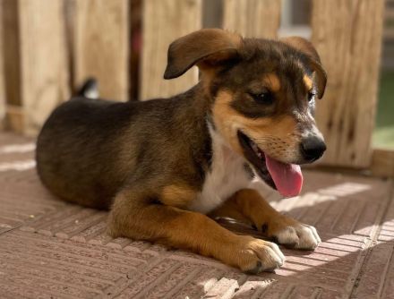 Kiwi * Mango* Berry * Cherry * Peach