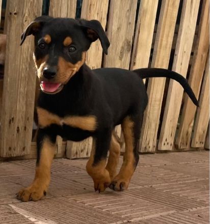 Kiwi * Mango* Berry * Cherry * Peach