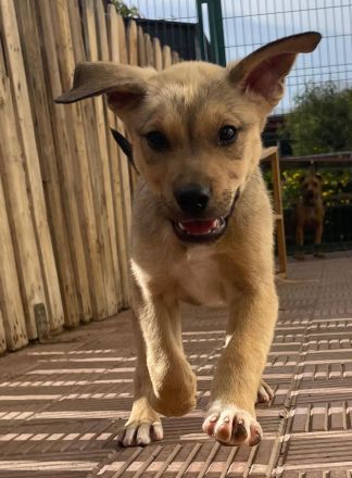 Kiwi * Mango* Berry * Cherry * Peach