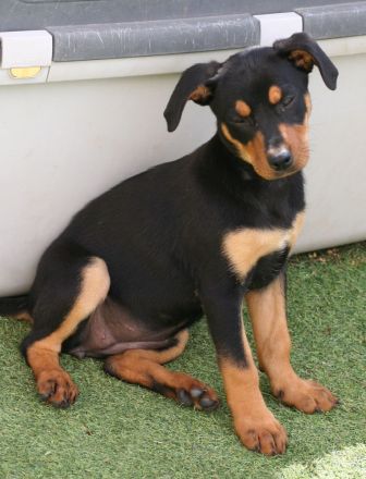 Kiwi * Mango* Berry * Cherry * Peach