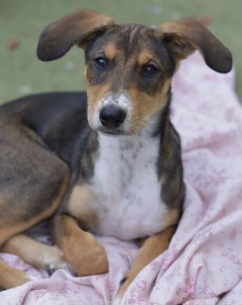 Mango* Berry * Cherry * Peach