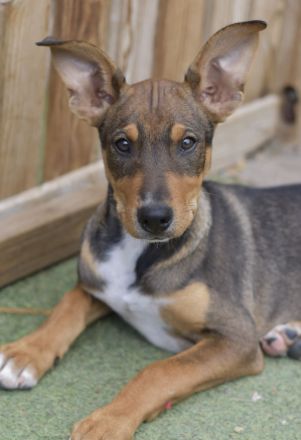 Mango* Berry * Cherry * Peach