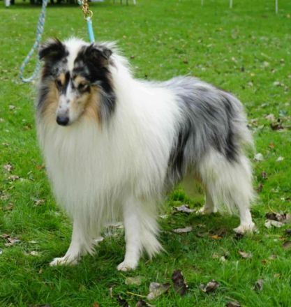 Deckanzeige für Ladycollies Epic Ellaria Sand of Dorne