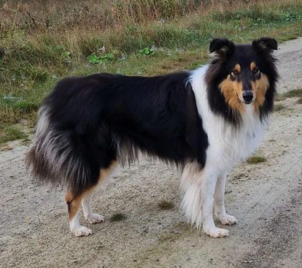 Deckanzeige für Ladycollies Epic Ellaria Sand of Dorne