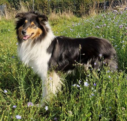 Deckanzeige für Ladycollies Epic Ellaria Sand of Dorne