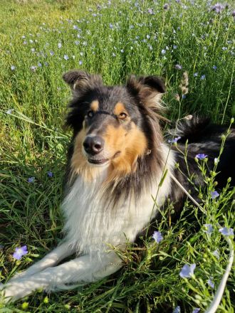 Deckanzeige für Ladycollies Epic Ellaria Sand of Dorne