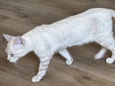 Bengal Snow Lynx Mädchen Nicht Kastriert 2 Jahre Mit Stammbaum