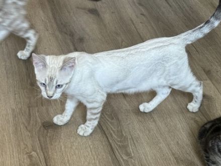 Bengal Snow Lynx Mädchen Nicht Kastriert 2 Jahre Mit Stammbaum