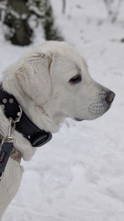 Wunderschöne Herdenschutzhündin Mix