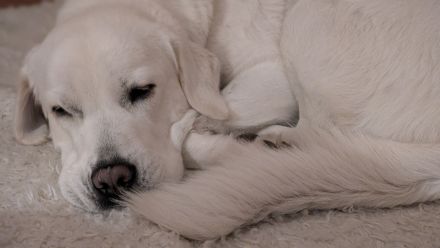 Wunderschöne Herdenschutzhündin Mix