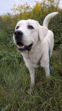 Wunderschöne Herdenschutzhündin Mix