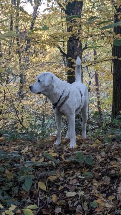 Wunderschöne Herdenschutzhündin Mix