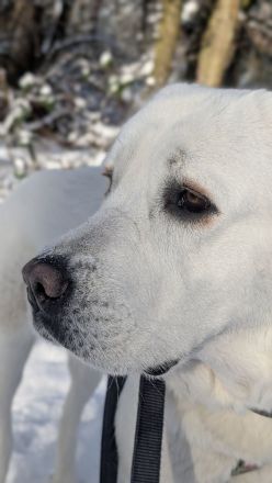 Wunderschöne Herdenschutzhündin Mix