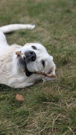 Wunderschöne Herdenschutzhündin Mix